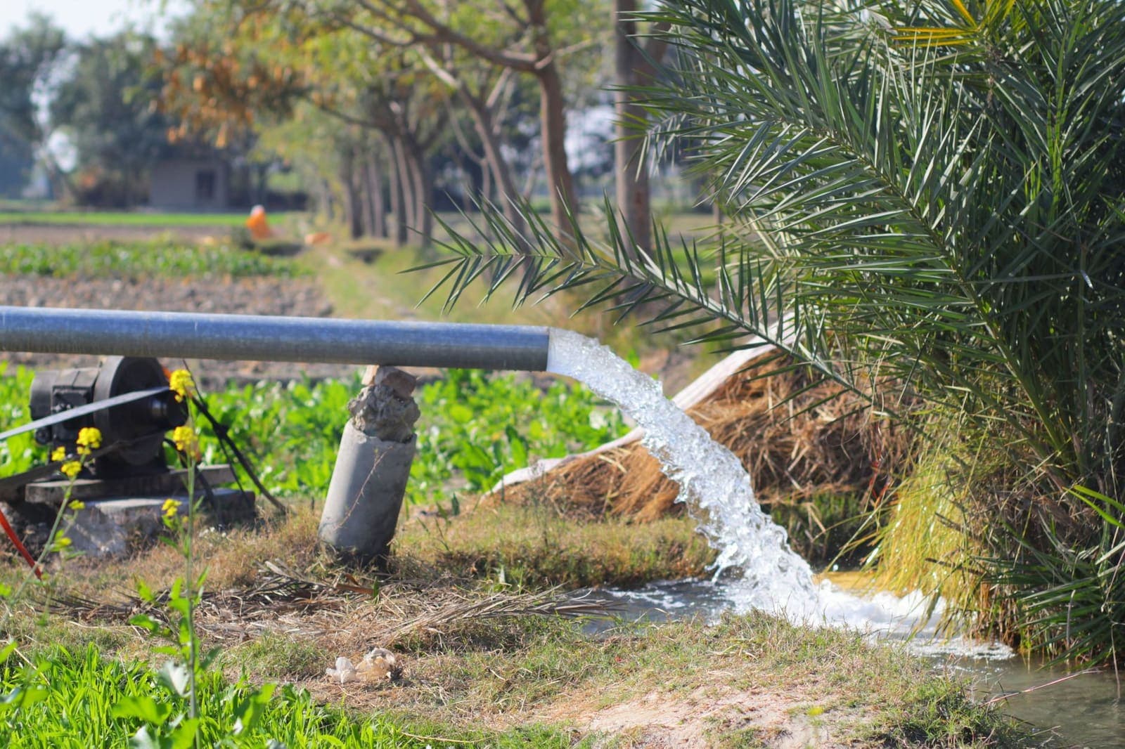 Water released into a planted row, moving fast along the soil.